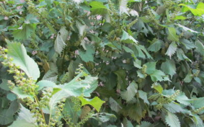 fin de saison de shiso…