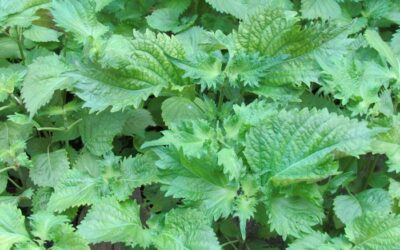 maturation des feuilles de shiso